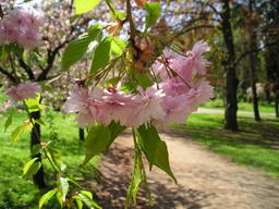 A blossomed tree in a park