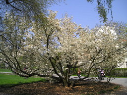 A blossomed tree at Strahov hill