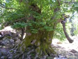 Old Tree under Agavani