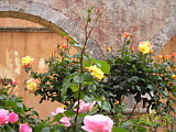 Roses in Agia Triada Manastery Garden