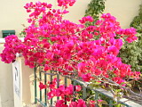 Flowers at Chania Gardens in Spring