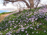 Flowers at Chania