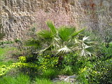 Small Palm at Park in East End of Chania